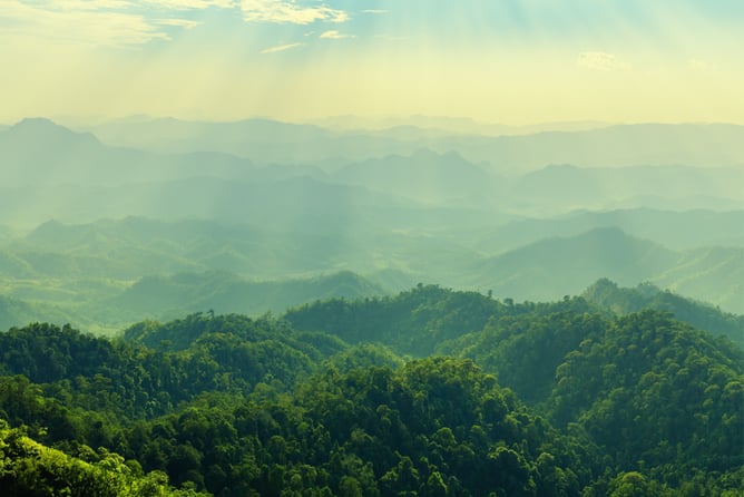 EquityZen state of the private market blog with view of forest with sun