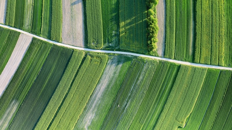 plowed green fields