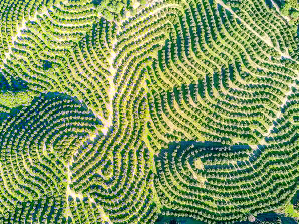 aerial view of green fields