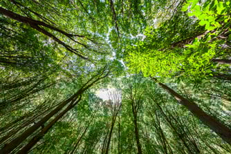 Alts for All: The Rise of Alternative Investments for Individual Investors