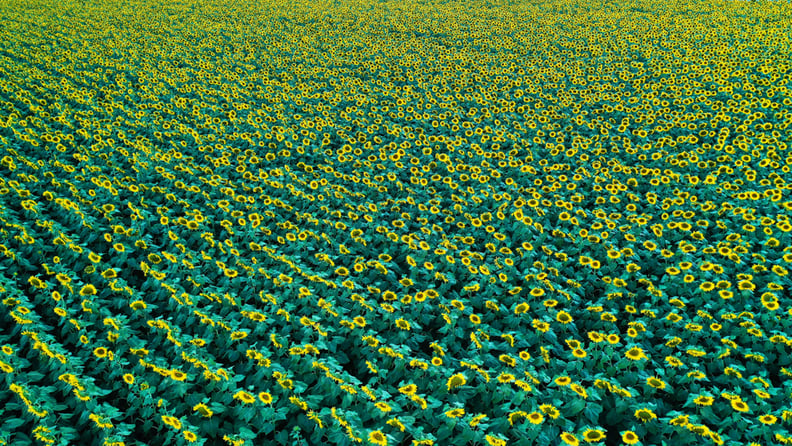 green field with sunflowers