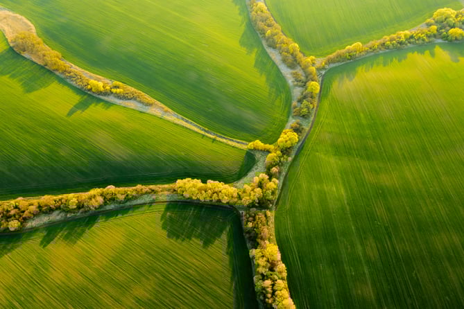 green valley and trees 