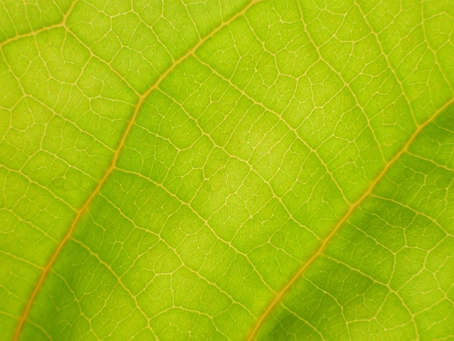 Netskope s Biggest Shareholders Investors EquityZen Netskope s Biggest Shareholders Investors EquityZen