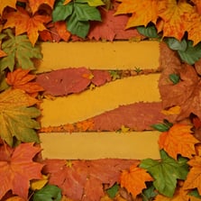 A Thanksgiving Message from our CEO