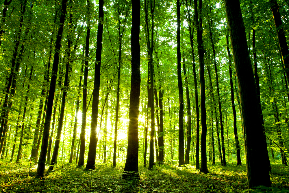 EquityZen blog about vesting schedule with green trees in woods