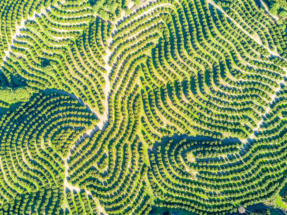 aerial view of green fields