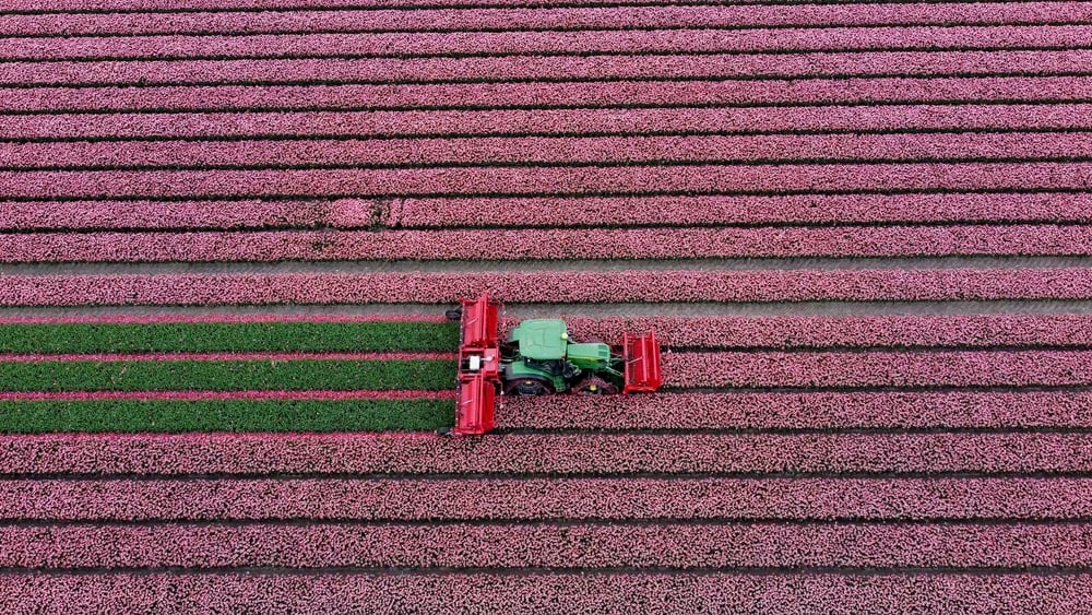 tractor mowing a purple field of flowers