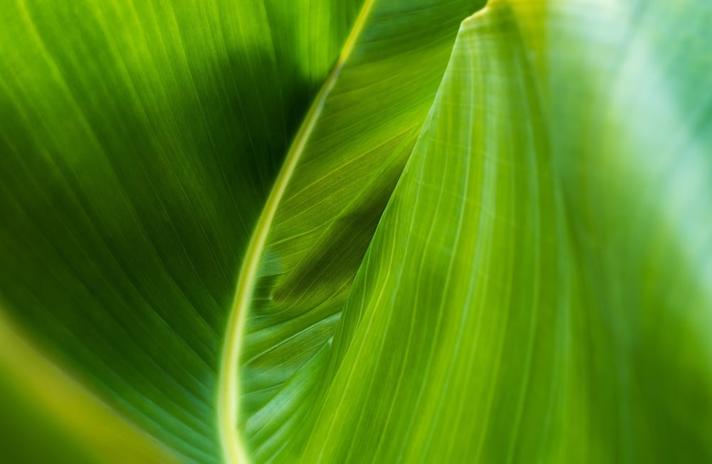 close up image of a green leaf
