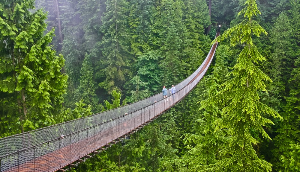 Bridge over forest greenery